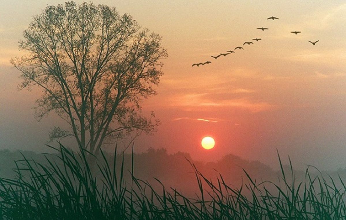 Зоренька плюс. Птицы на Восходе солнца. Чудесный закат. Рассвет солнца.