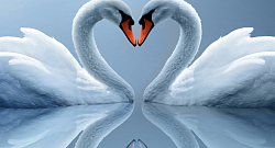 Серебряный лебедь (Silver Swan Rag)